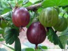 ribes-grossularia-600x450.jpg, déc. 2021